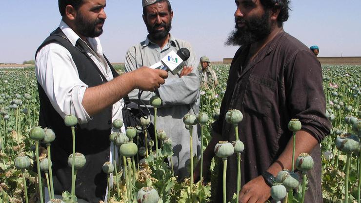 Uzgoj opijuma u Afganistanu
