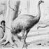 Moa, izumrla ptica trkačica s Novog Zelanda