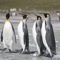 Kraljevski pingvini