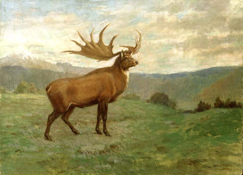 Divovski jelen, izumro prije 7700 godina | Author: Charles R. Knight/ amhr.org/ public domain