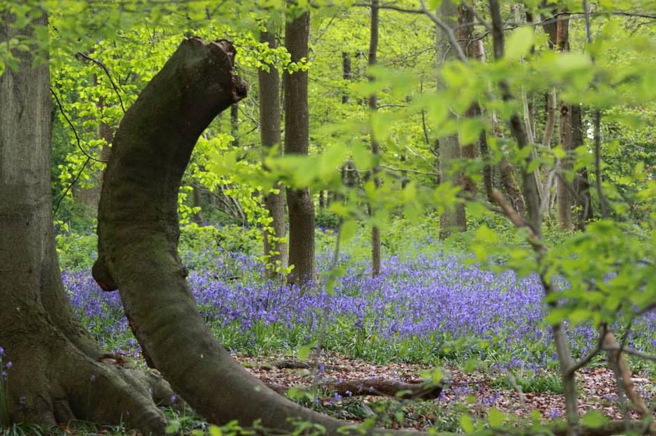 Whippendell šuma u Engleskoj | Author: Facebook