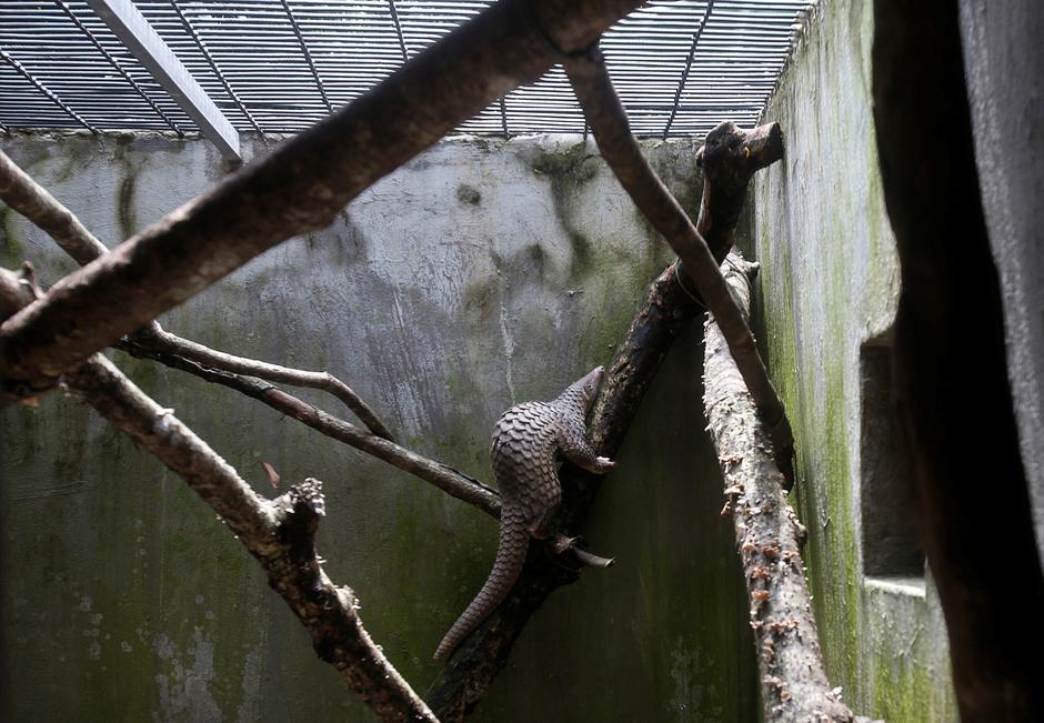 Ljuskavac ili pangolin u skloništu za životinje u Vijetnamu | Author: KHAM/REUTERS/PIXSELL
