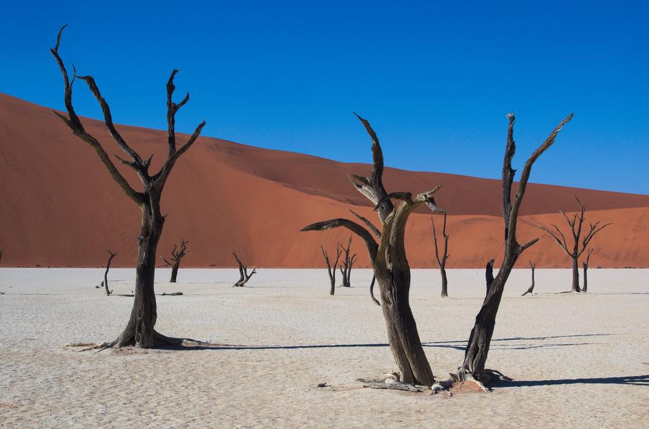 Pustinja s osušenim stablima | Author: Pixabay