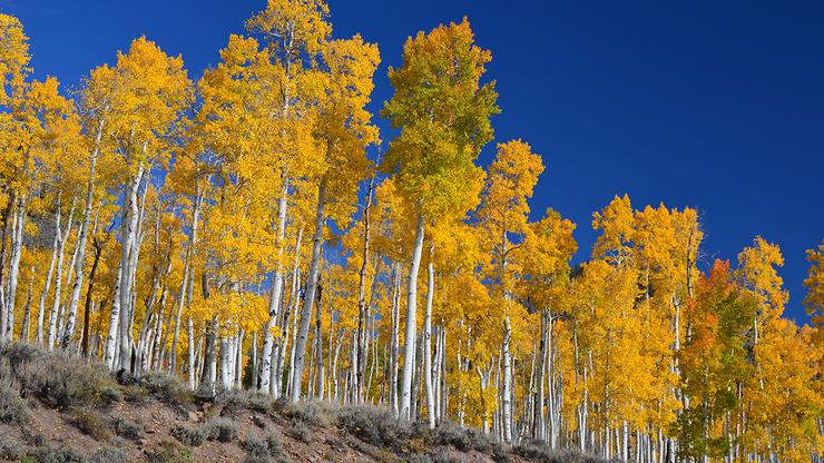 Šuma Pando - Trembling giant u Utah, SAD-u
