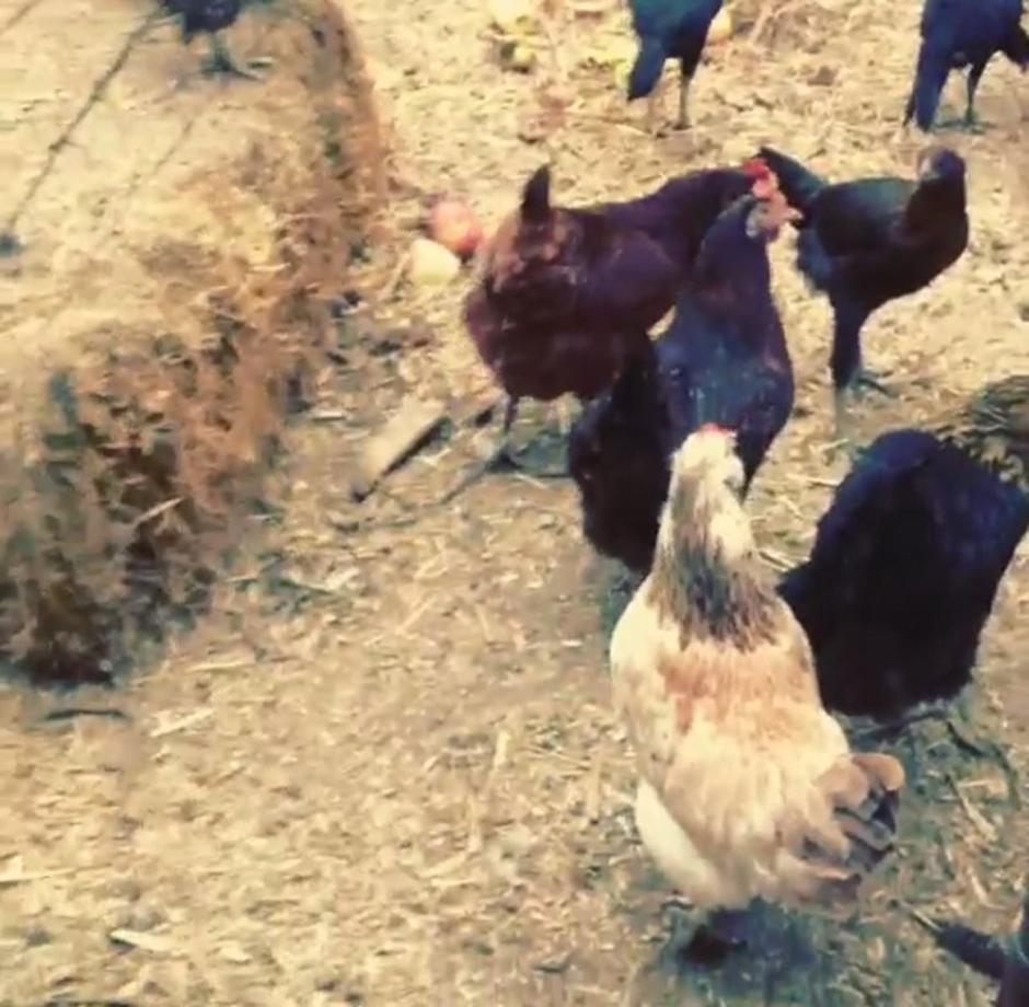 Giselle Bundchen pohvalila se na instagramu s vlastitim kokošinjcem | Author: instagram/giselle bundchen