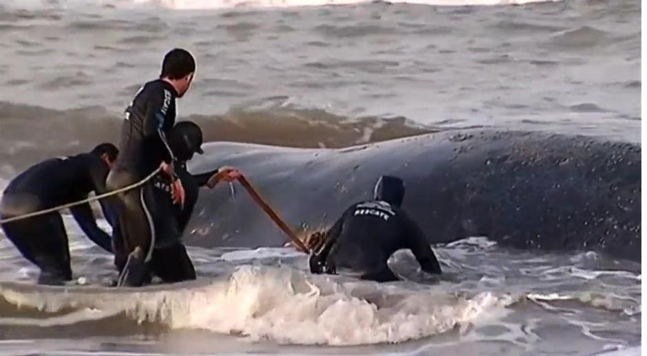 Spasitelji usred spašavanja kita | Author: Youtube