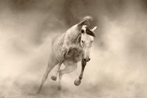Konj u punom trku u pustinju