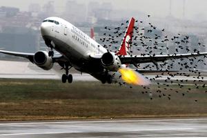Avion pri uzlijetanju uletio u jato ptica