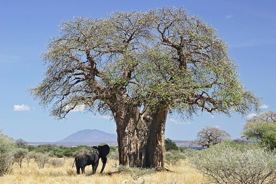 Baobab | Author: Wikipedia Commons