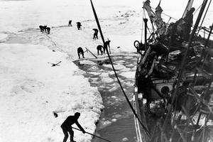 Sir Ernest Shackleton, Endurance