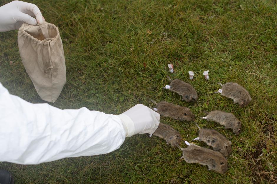 Epidemiolozi ubijaju štakore | Author: Reuters/PA/Pixsell