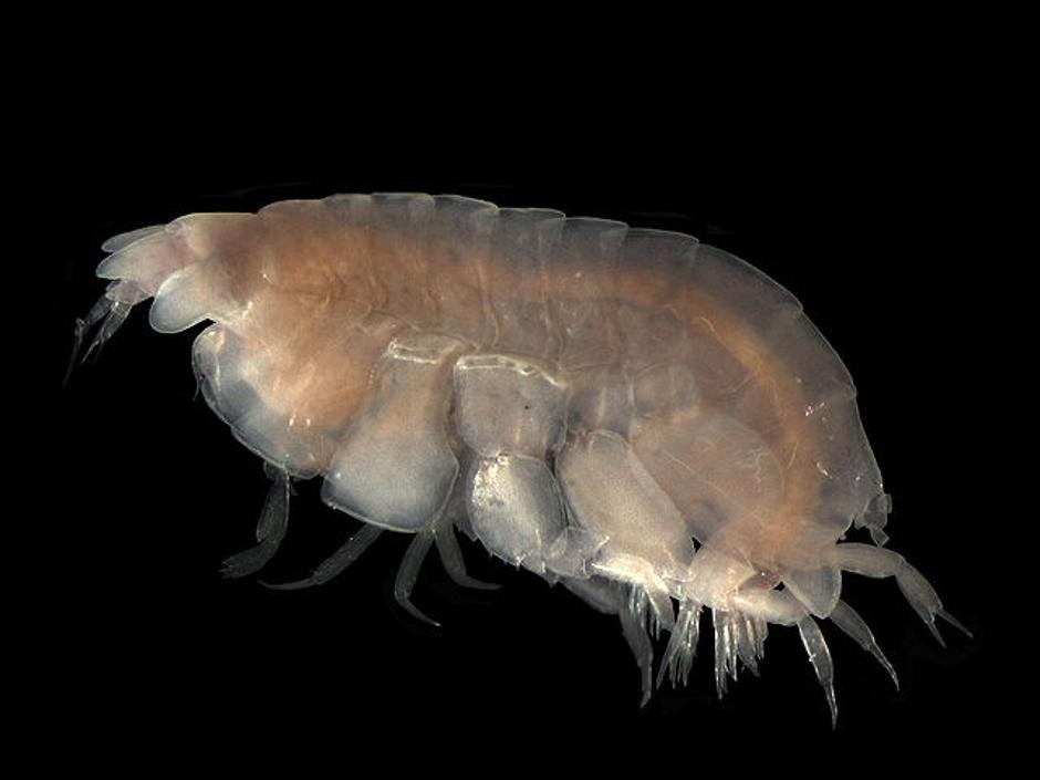 Lyssianasid amphipod | Author: Smithsonian Museum of Natural History's