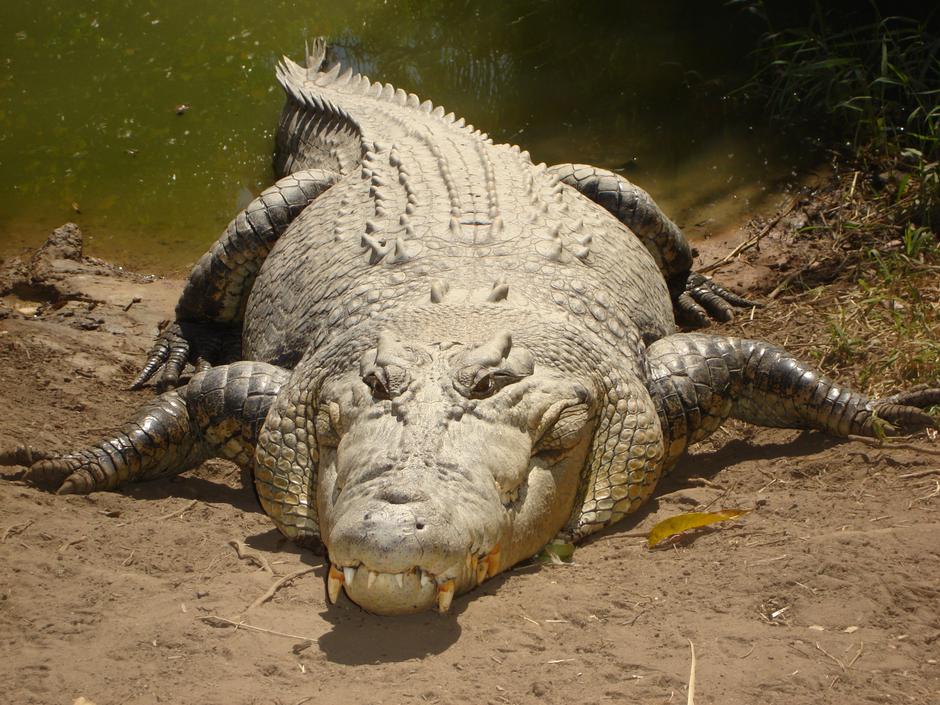 Morski krokodil | Author: fvanrenterghem/Wikipedia