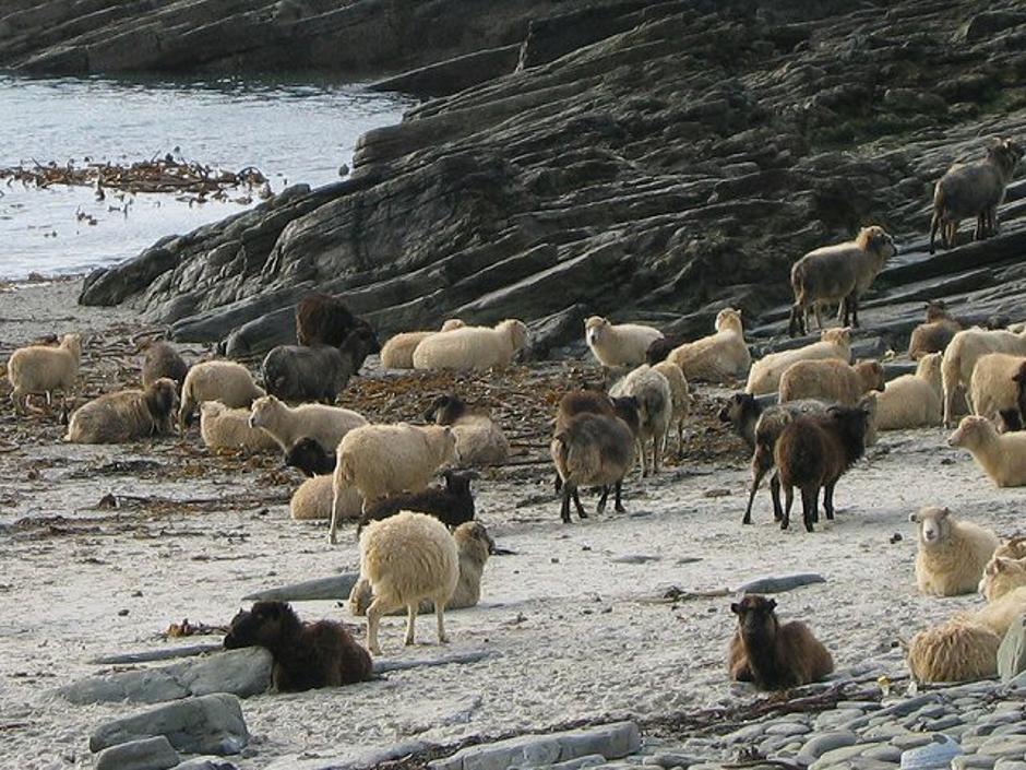 Ovce sa Sjevernog Ronaldsayja | Author: Wikipedia