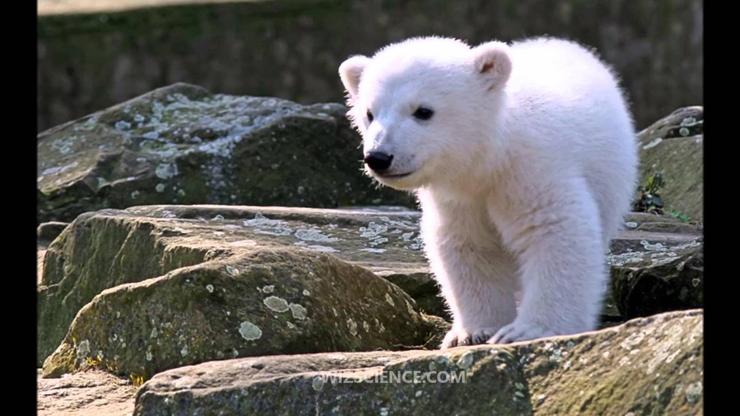 Polarni medvjedić Knut