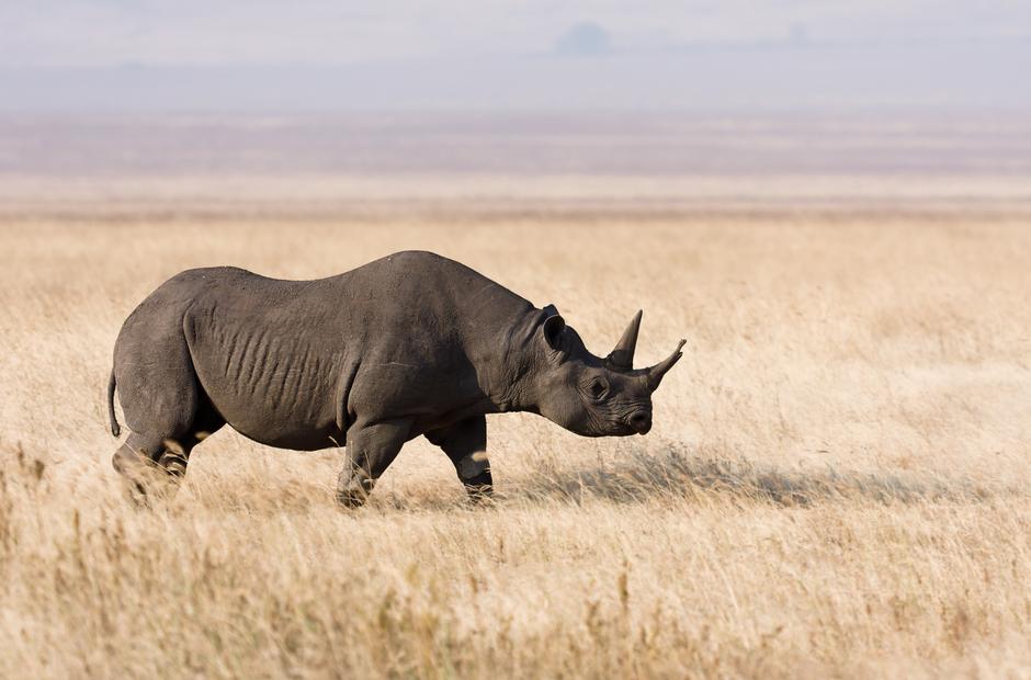 Rog nosoroga vrijedi i do 60.000 dolara | Author: Wikipedia