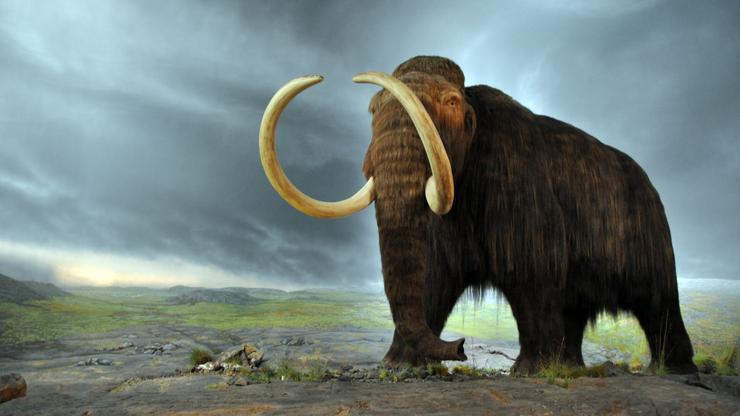 Vunasti mamut