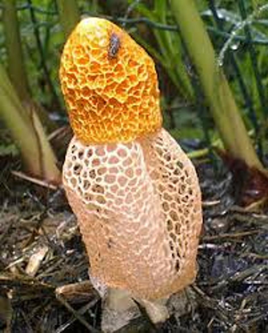 Gljiva koja izaziva orgazam kod žena | Author: Wikimedia Commons