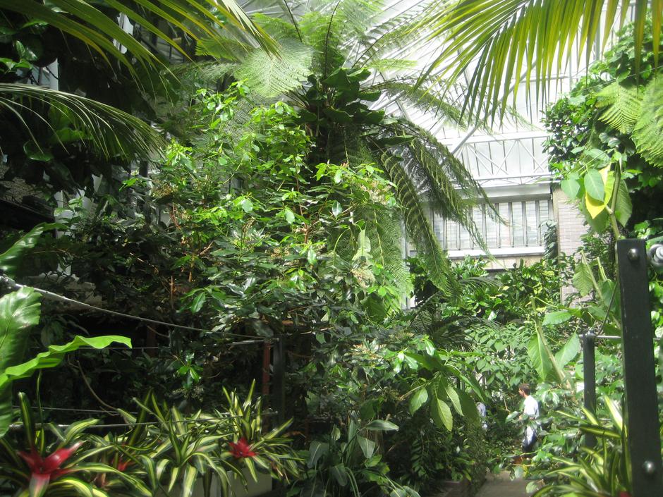 Barbican Conservatory | Author: Wikimedia Commons