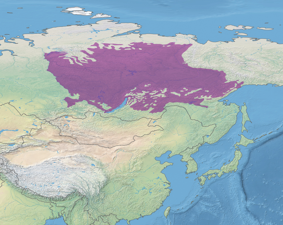 Prikaz istočnosibirske tajge | Author: Wikipedia