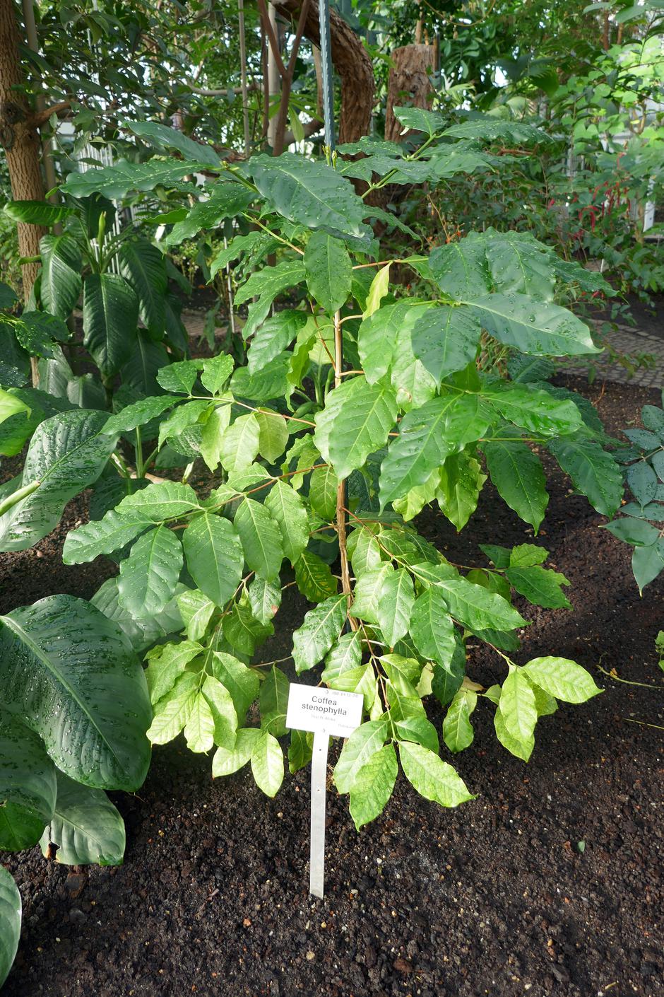 Coffea stenophylla | Author: Wikipedia
