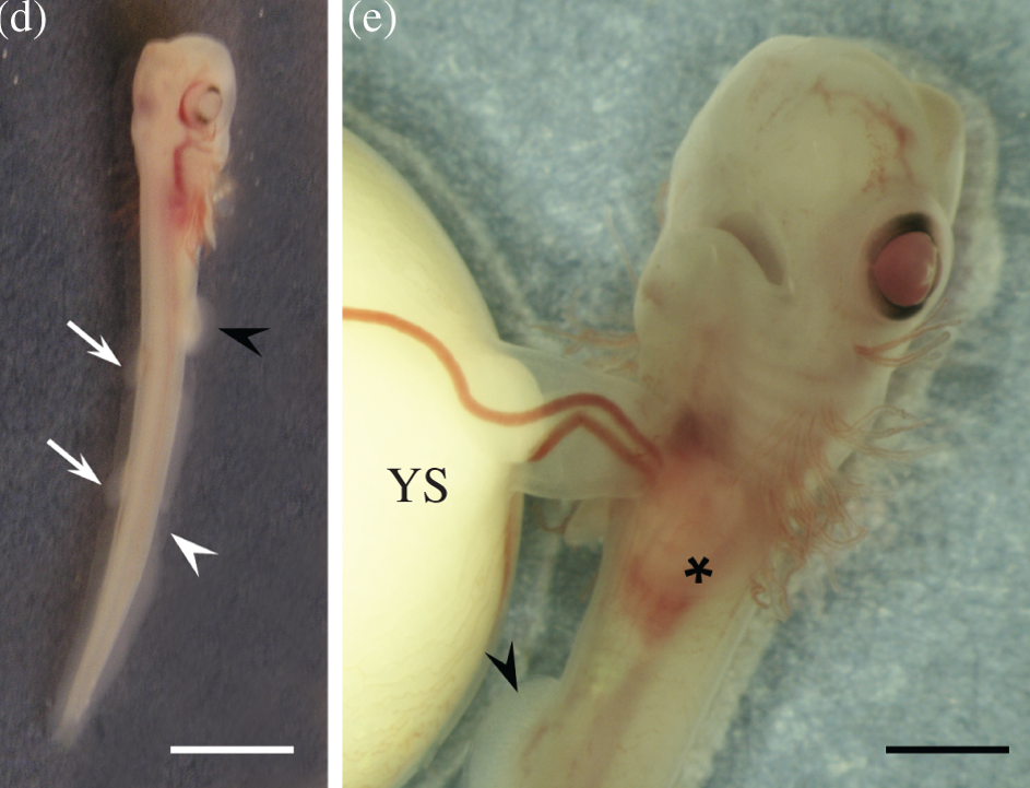 Dvoglavi embrij morskog psa