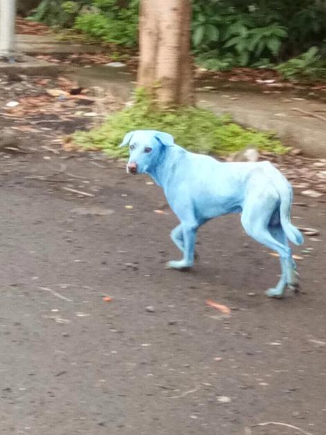 Psi postaju plavi