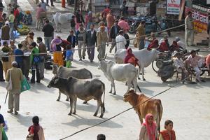 Krave na ulici u indijskom gradu Haridwar