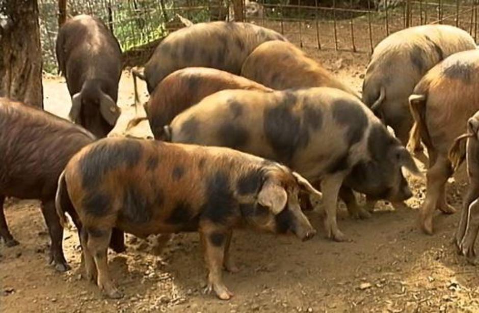 Pjegavi Jabugo, sorta španjolskih svinja | Author: YouTube screenshot