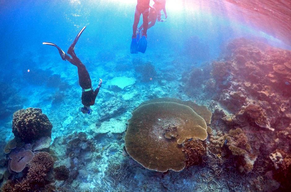 Veliki koraljni greben u Australiji | Author: REUTERS