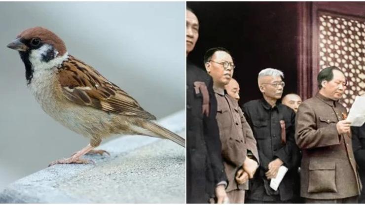 Kineska kampanja ubijanja vrabaca