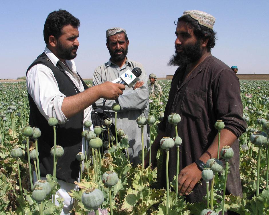 Uzgoj opijuma u Afganistanu | Author: VOA