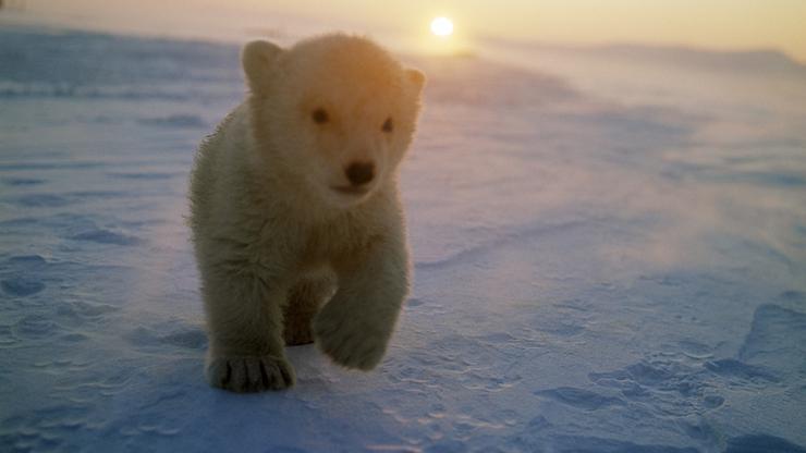 Polarni medvjedić, klimatske promjene