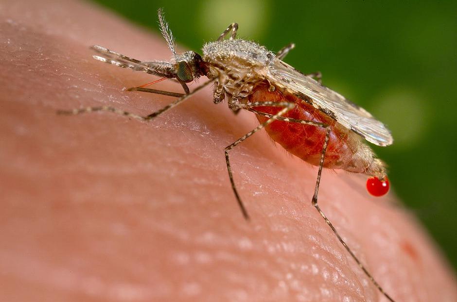 Malarija | Author: Wikipedia Commons
