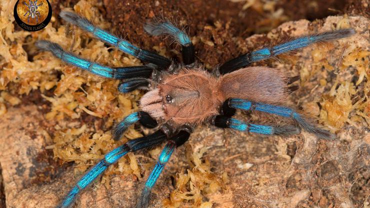 Plava tarantula (Birupes simoroxigorum)