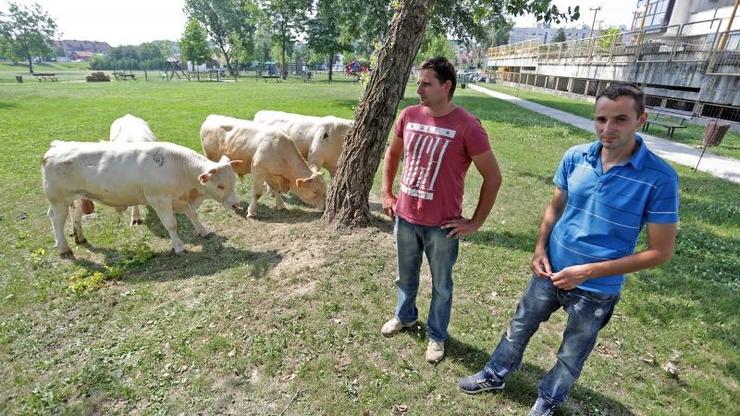 Braća Markić doveli bikove ispred Ministarstva poljoprivrede