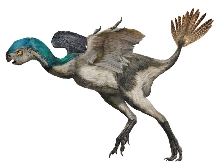 Oviraptorosaur | Author: ZHAO CHUANG/PEKING NATURAL SCIENCE ORGANIZATION