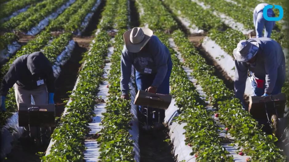 Ilegalni imigranti na branju jagoda u Kaliforniji tijekom požara | Author: YouTube